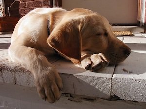 Dog Sleeping On Step